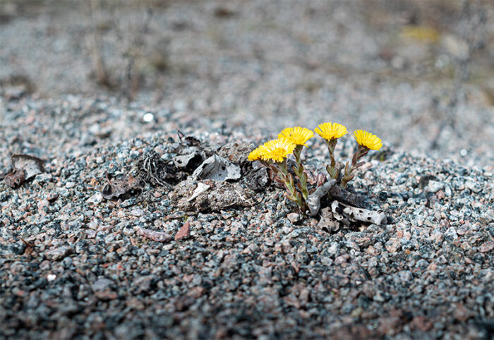 tussilago